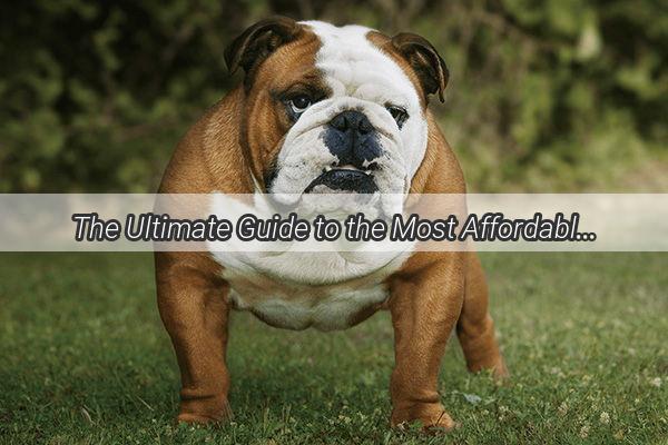 The Ultimate Guide to the Most Affordable and EasytoCarefor Dog Breeds